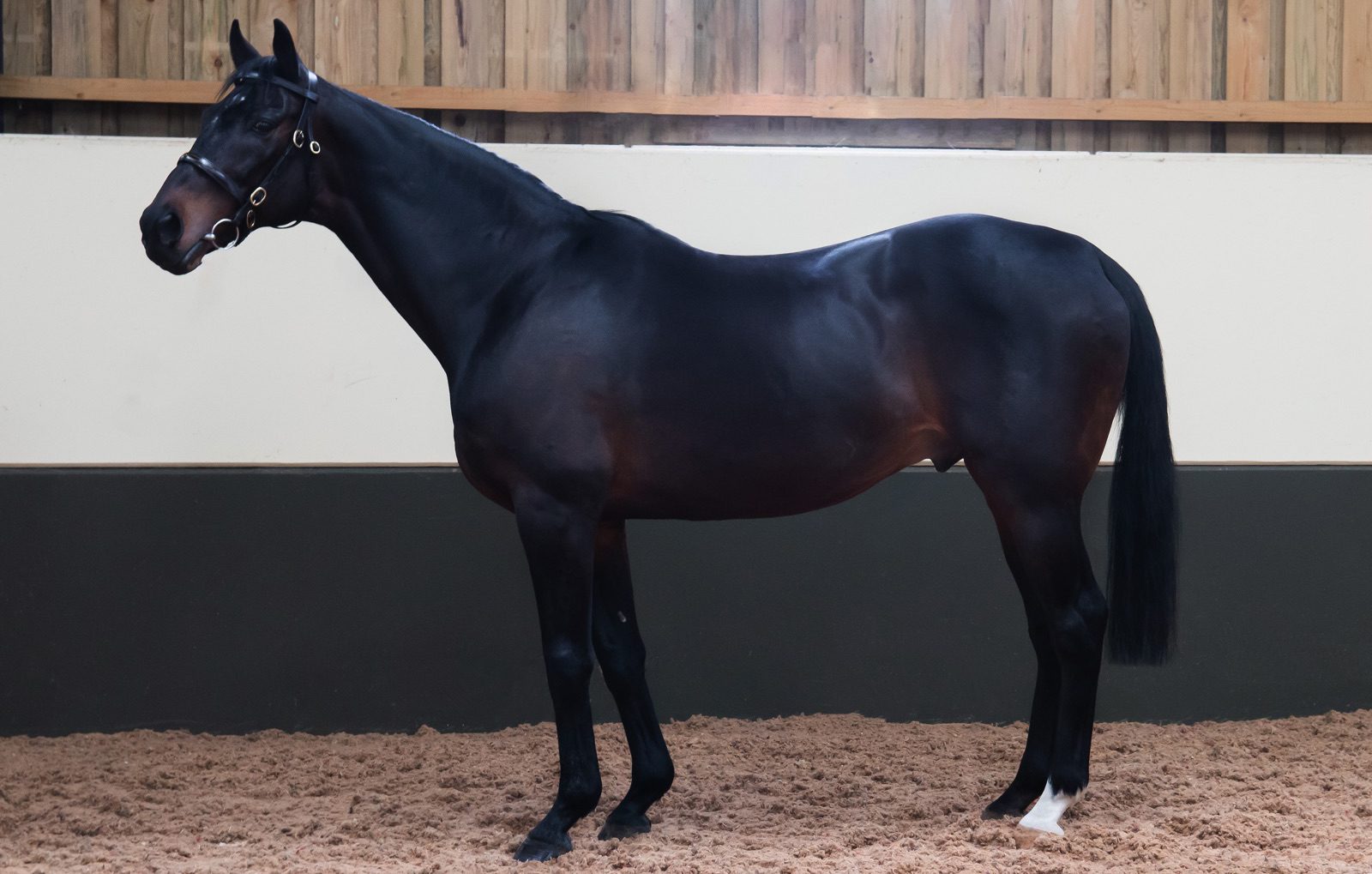 alneparkstud_7216